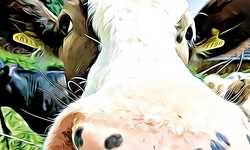 Festival, Fayres and Exhibition Design Festival, Fayres and Exhibition Design